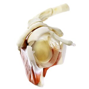 Model of the Shoulder Joint