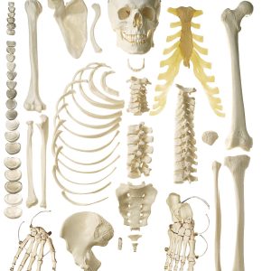 Unmounted Human Half-skeleton - Male