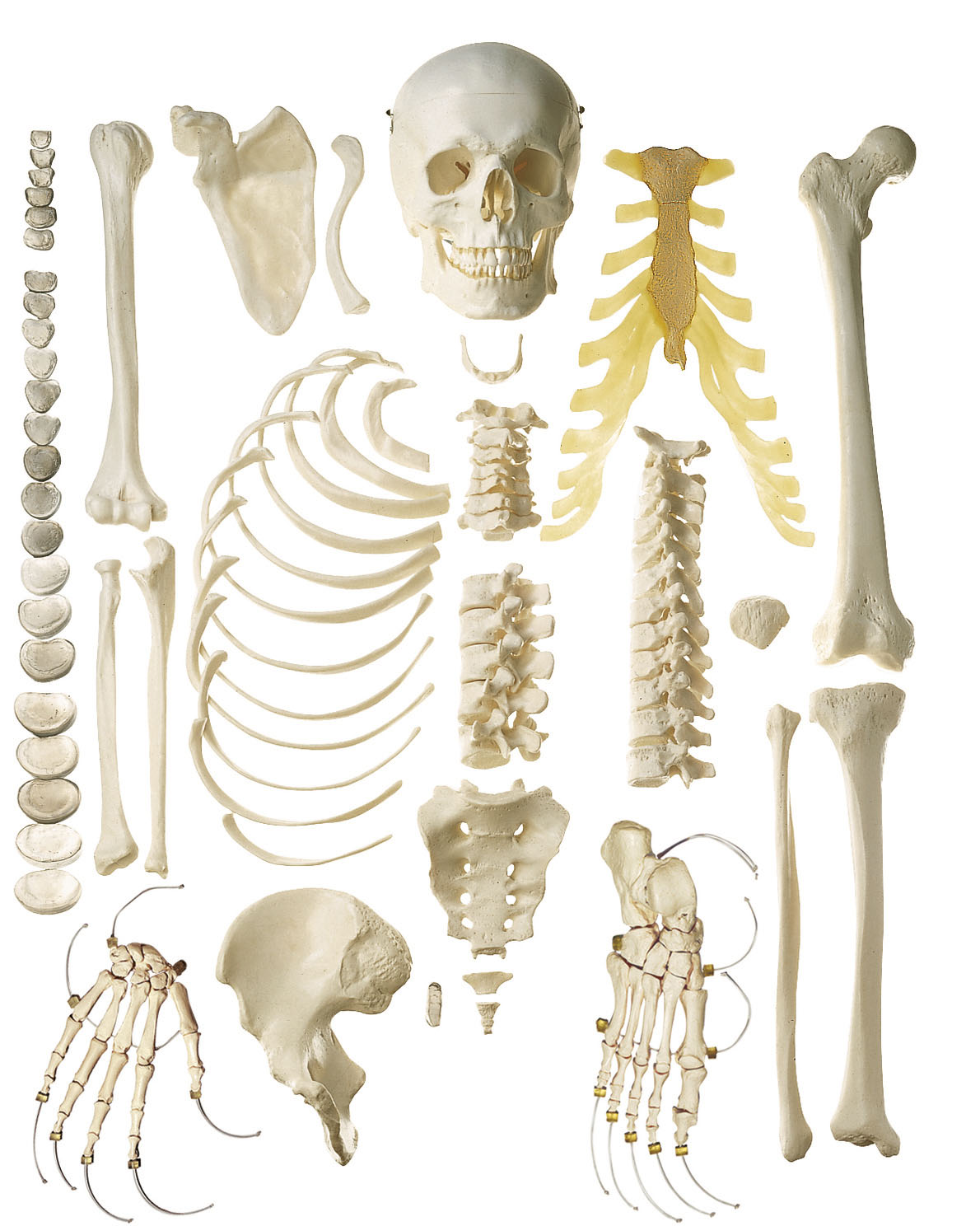 Unmounted Human Half-skeleton – Male