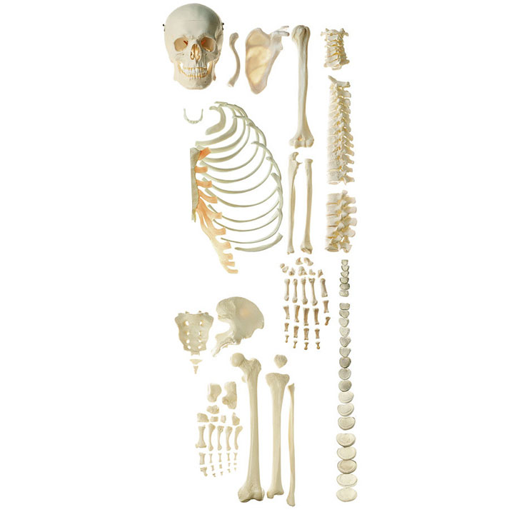 Unmounted Human Half Skeleton