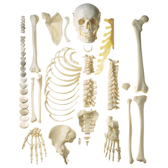 Unmounted Human Half-skeleton