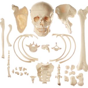 Collection of Typical Human Bones