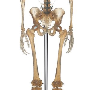 Artificial Human Skeleton Transparent - Male