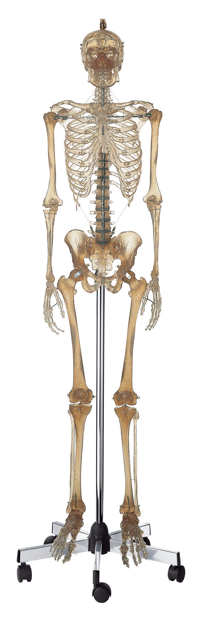 Artificial Human Skeleton Transparent – Male