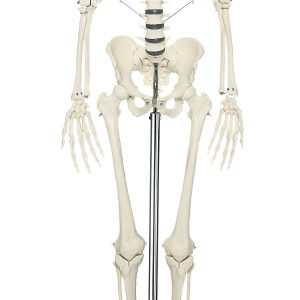 Artificial Human Skeleton - Male