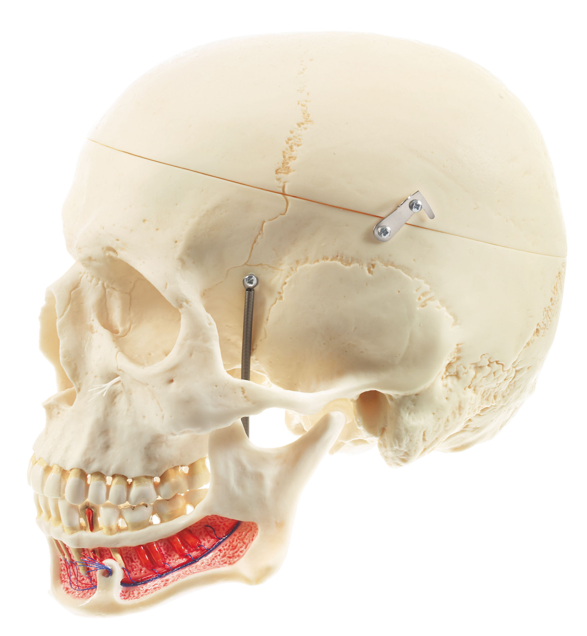 Artificial Human Skull (Separates Into 3 Parts)