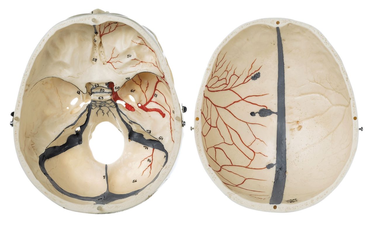 Artificial Human Skull (Separates Into 3 Parts)