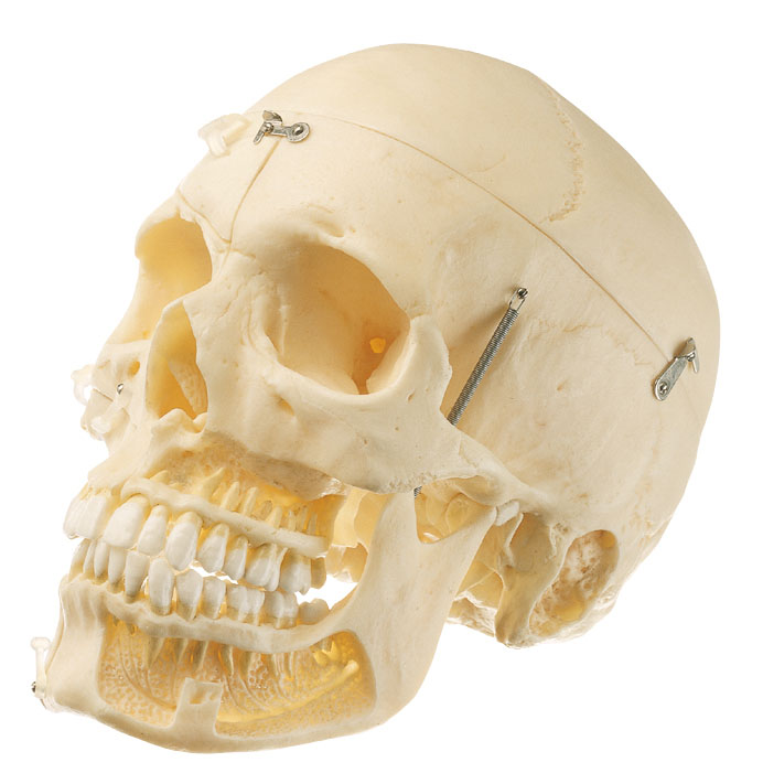 Artificial Demonstration Skull of an Adult(Separates Into 10 Parts)