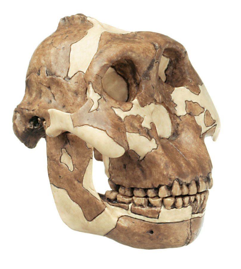 Reconstruction of a Skull of Paranthropus Boisei
