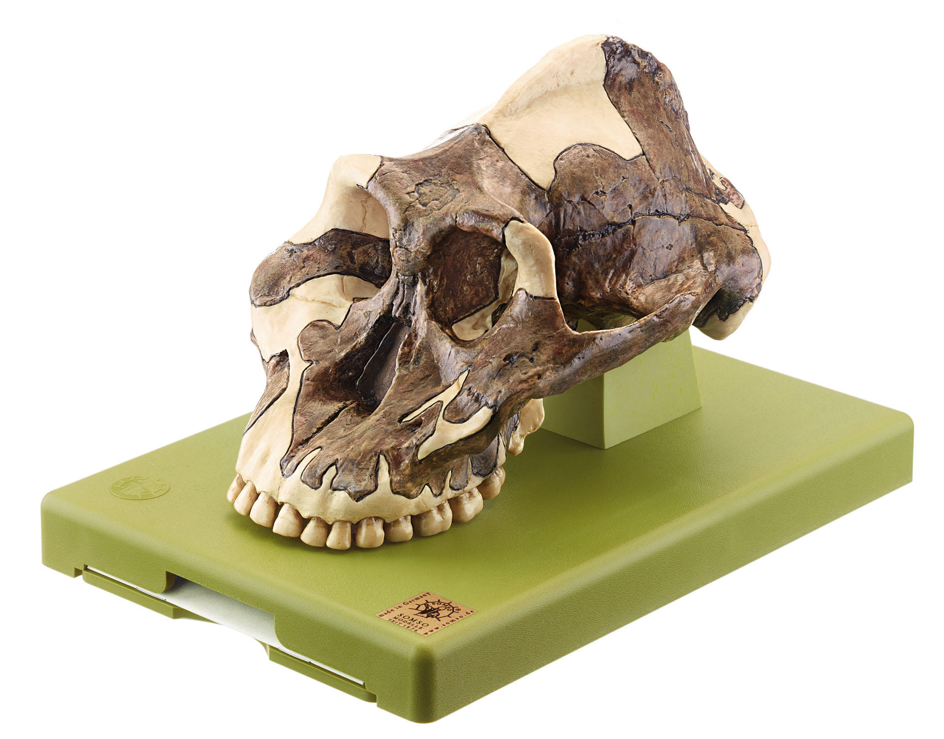 Reconstruction of a Skull of Paranthropus Aethiopicus
