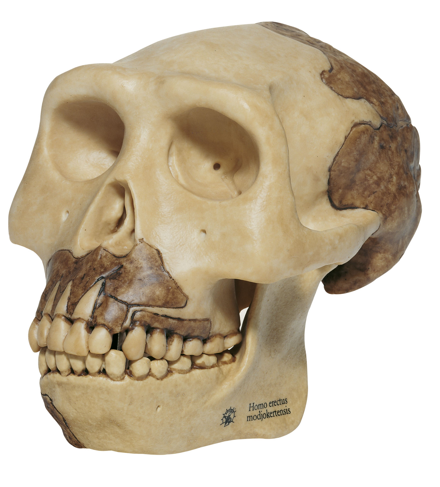 Reconstruction of a Skull of Homo Erectus