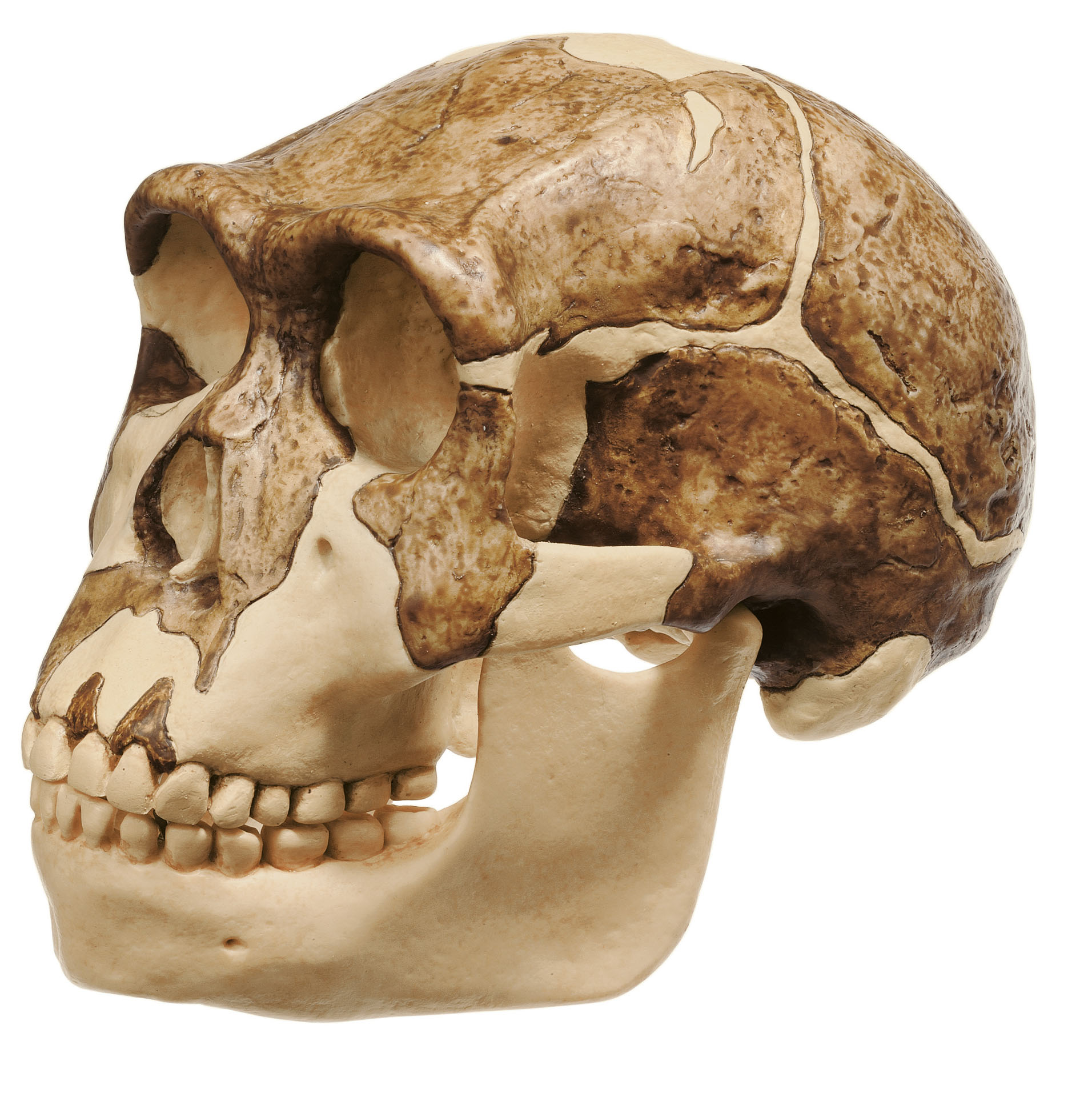 Reconstruction of a Skull of Homo Ergaster (Knm-er 3733)