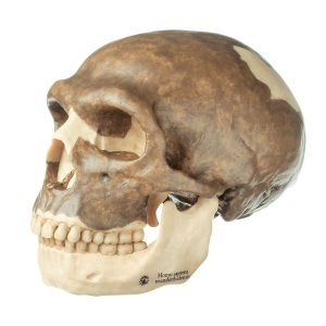 Reconstruction of a Skull of Homo Neanderthalensis