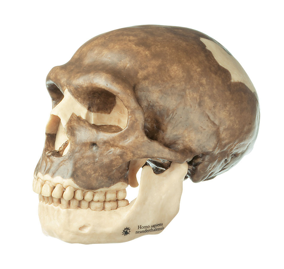 Reconstruction of a Skull of Homo Neanderthalensis