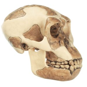 Reconstruction of a Skull of Homo Habilis (O.h. 24)