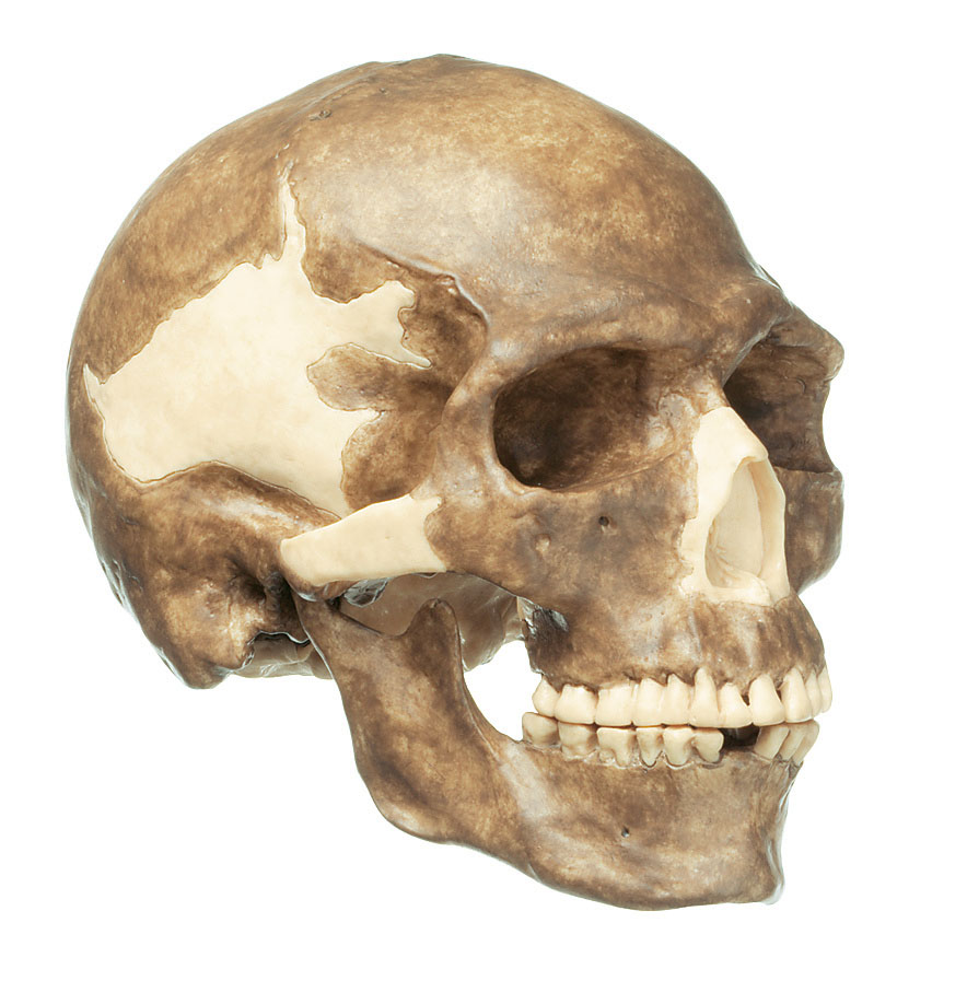 Reconstruction of a Skull of Homo Sapiens