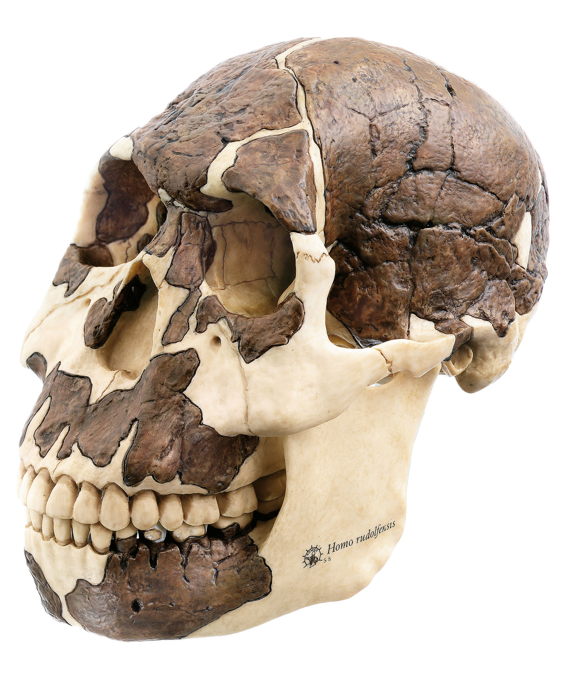 Reconstruction of a Skull or Homo Rudolfensis