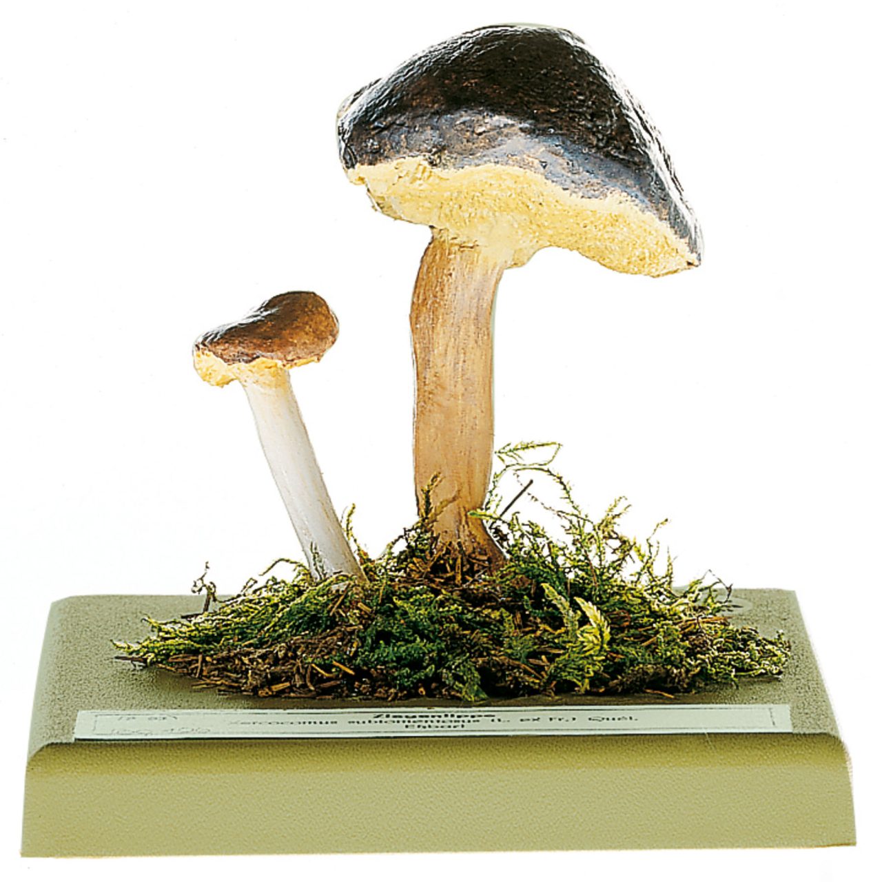 Suede Bolete