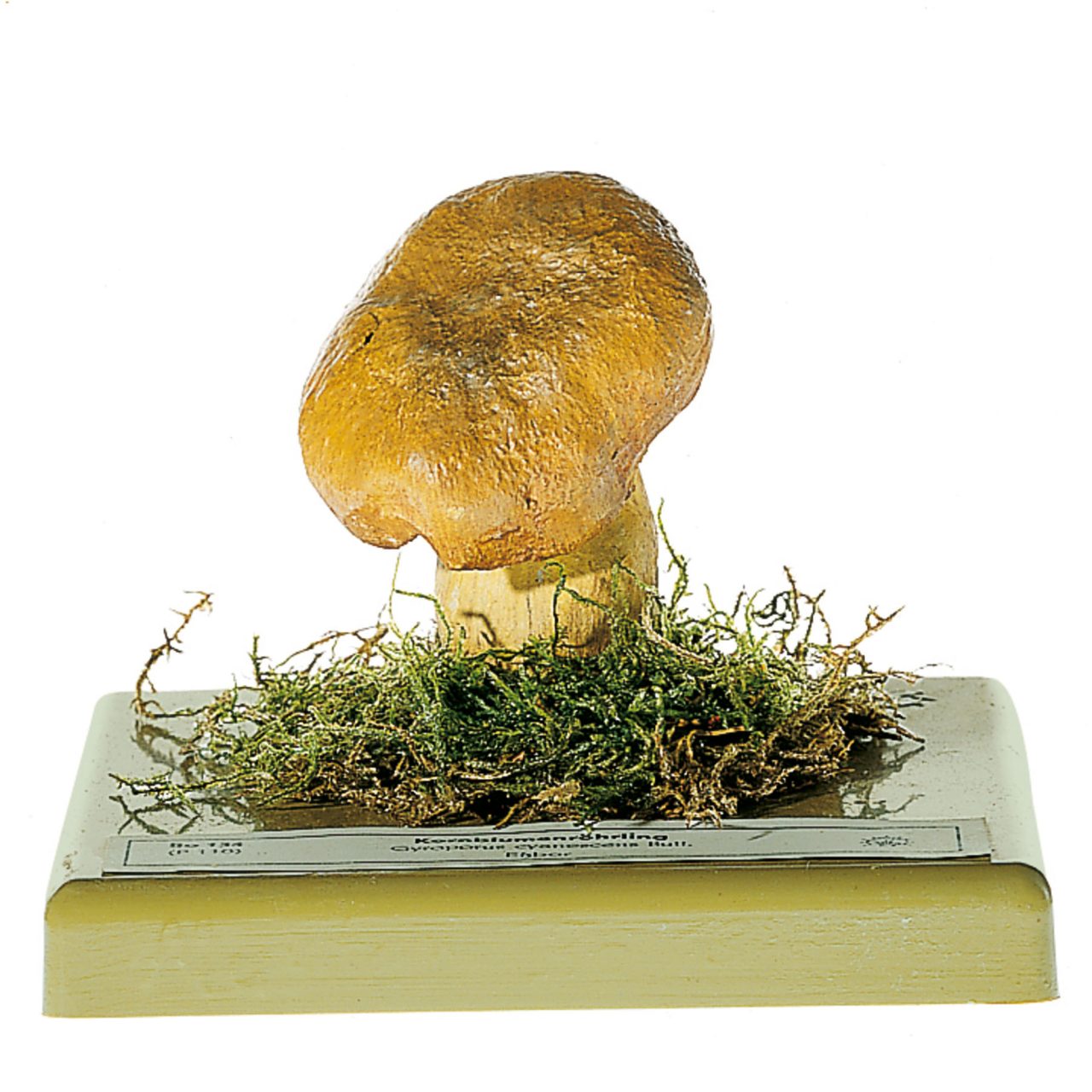 Bluing Bolete