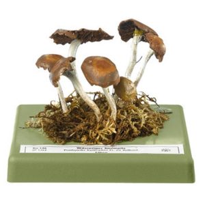 Clustered Psathyrella