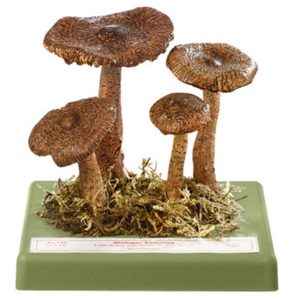 Russet Scaly Tricholoma