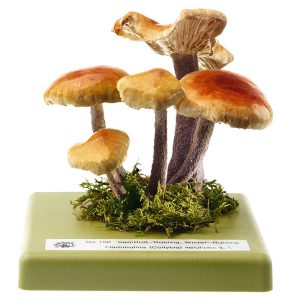 Velvet Shank Mushroom