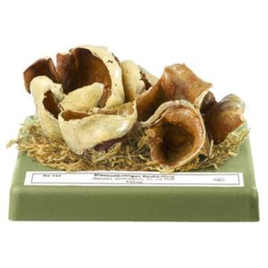 Blistered Cup Fungus