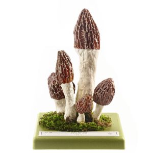 A Group of Black Morel