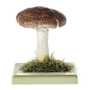 Eastern Flat-Topped Agaricus