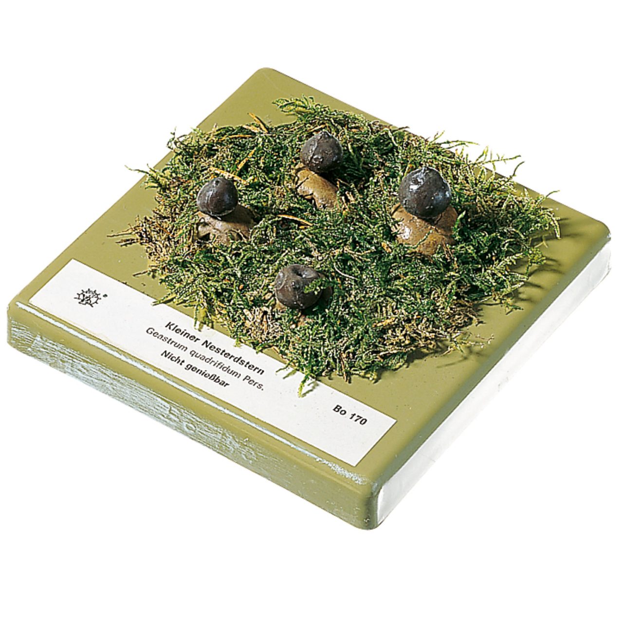 Rayed Earthstar