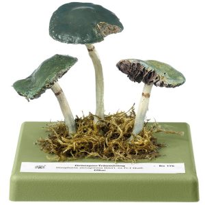 Verdigris Agaric