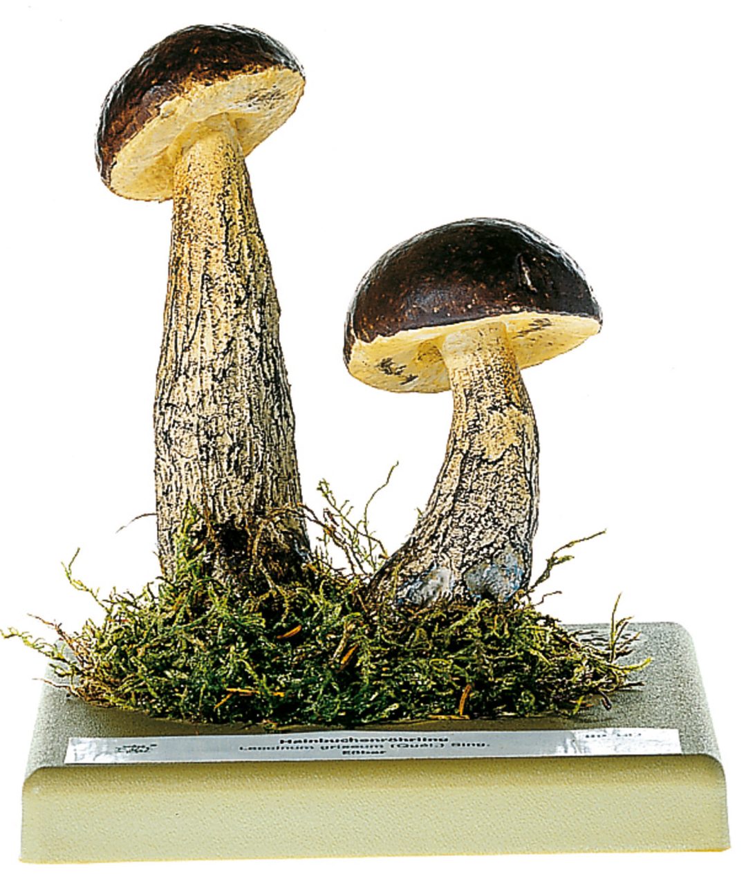 Hazel Bolete