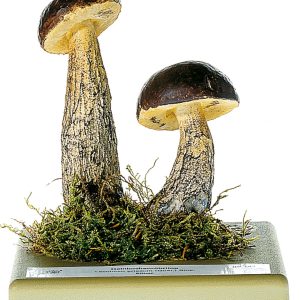 Hazel Bolete