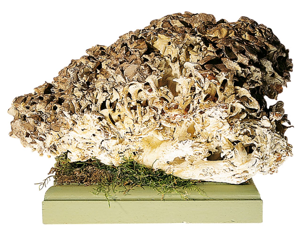 Umbrella Polypore Fungus
