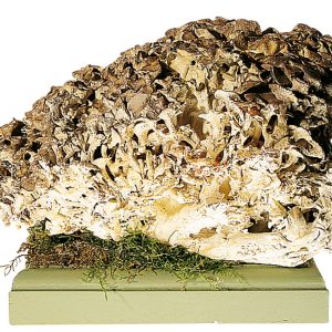Umbrella Polypore Fungus