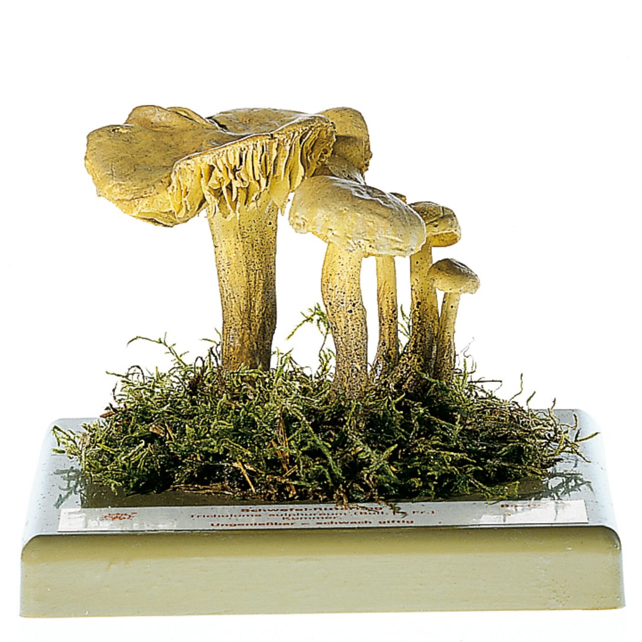 Sulphur Knight