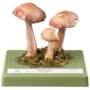 Lilac Bonnet Mushroom