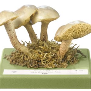 Slippery White Bolete