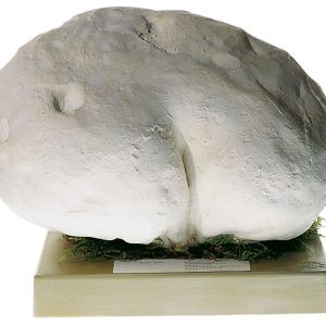 Giant Puffball