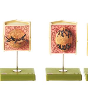 Series of Models Showing the Typical Indirect Plant Mitosis