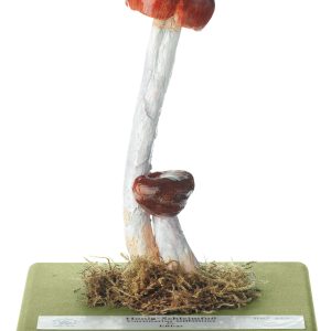 Purple Stocking Webcap