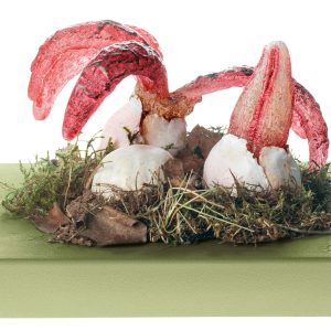 Octopus Stinkhorn