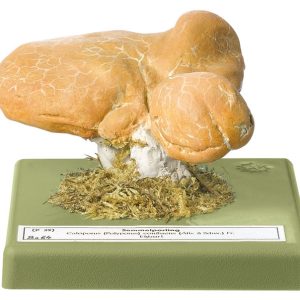 Albatrellus Confluens