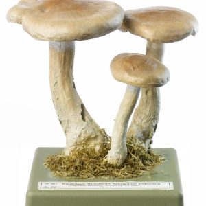 Clouded Funnel Mushroom