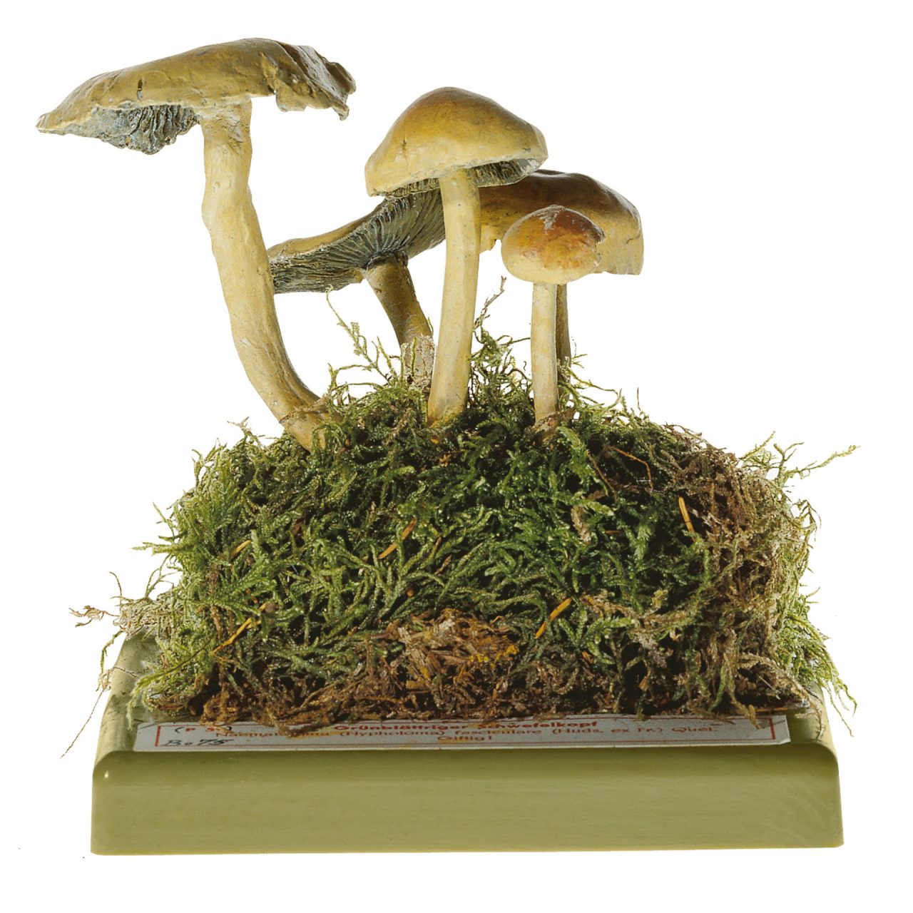 Sulphur Tuft