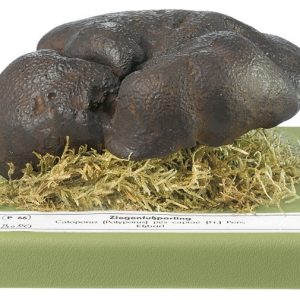 Albatrellus Pes-Caprae