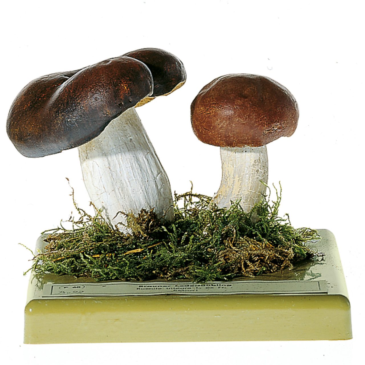 Entire Russula