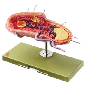 Model of the Bacterium