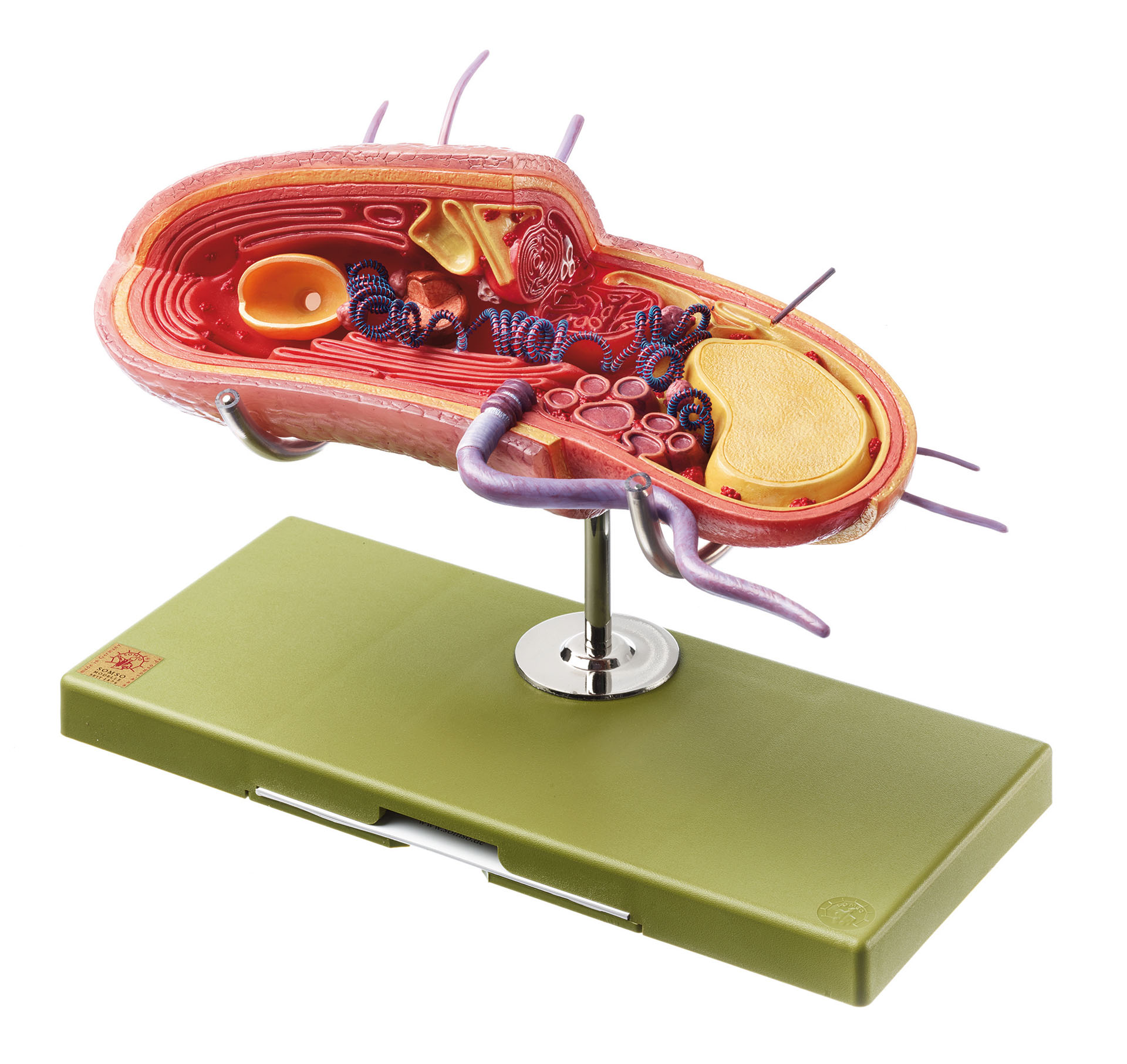 Model of the Bacterium