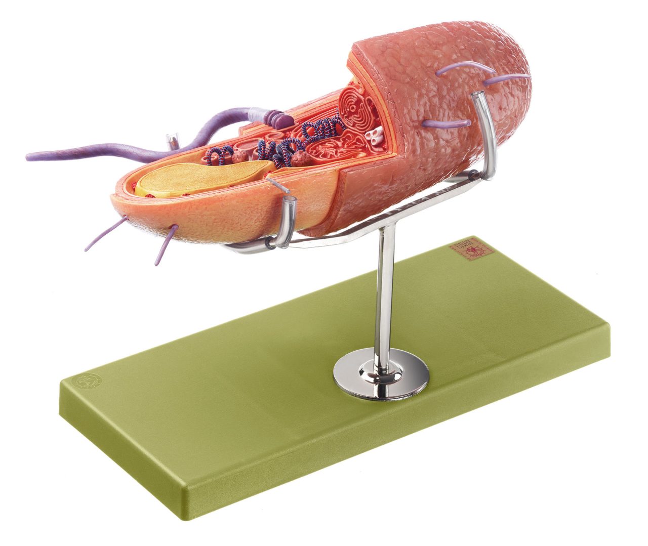 Model of the Bacterium